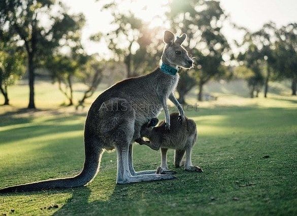 Kangaroo