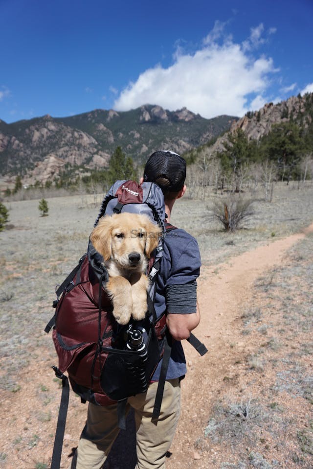 Traveling with Your Dog